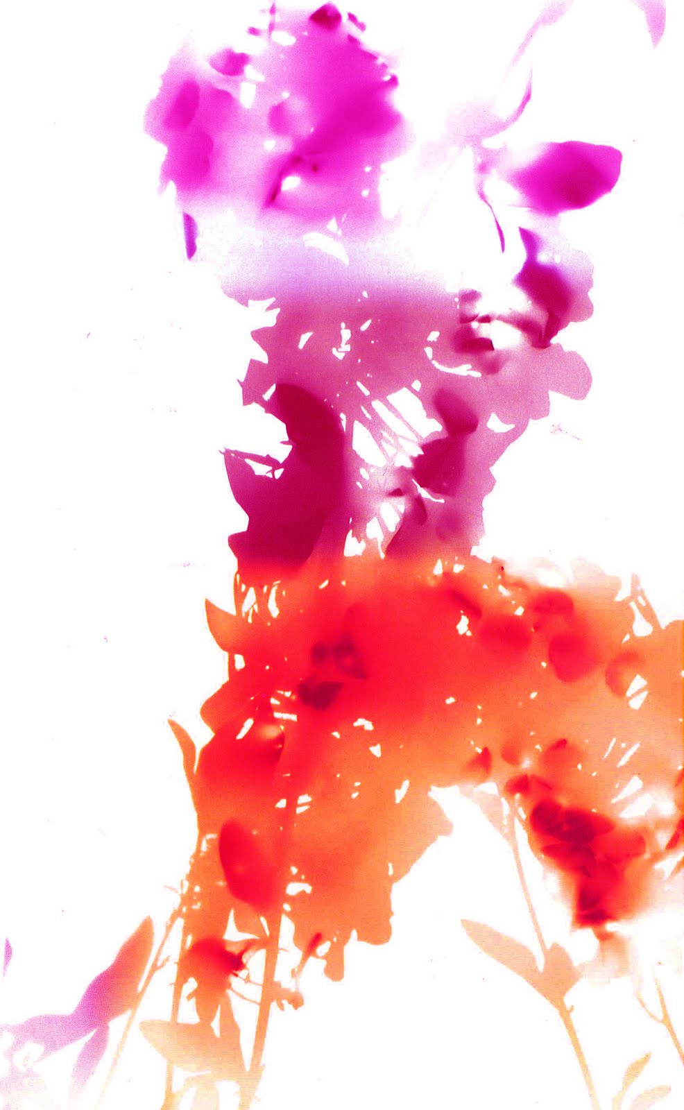 James Welling, Flower 2 (2006). Image (C) James Welling, courtesy of the artist